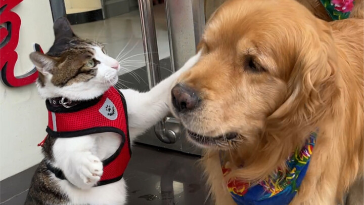 The peacemaker dog got scolded by the cat