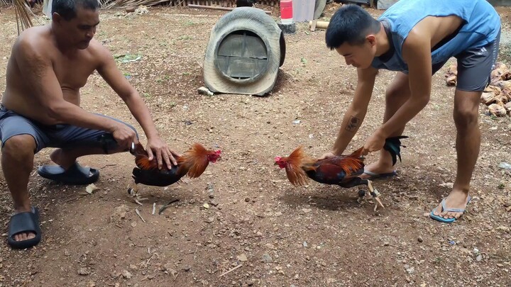 practice ang mga bagong Tuli🐓