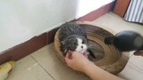[Hewan]Kucing: Aku Kelinci yang Tak Takut Mesin Pengering Rambut