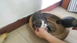 [Cat] I am a rabbit and I don't hate hair dryer