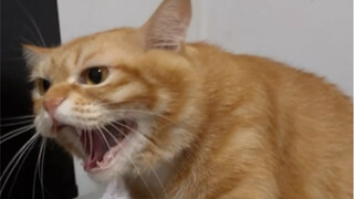 坏猫！摸一下都不行！