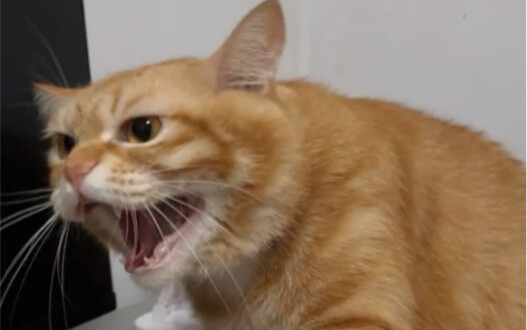 แมวตัวแสบ! แค่แตะก็ไม่ได้เลย!