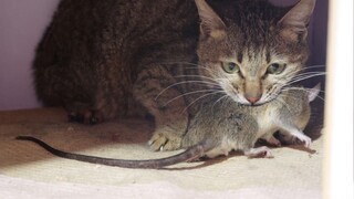 Kucing benar-benar menekan darah tikus setelah satu putaran, tikus kehilangan kesabaran.