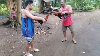 black bogan  legba banded