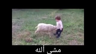 begitu riangnya anak domba itu ketika bertemu tuan kecilnya
