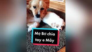 Video cũ chưa đăng.    cunyeucuadua chó chócon chókhôn chócute xuhuong fyp