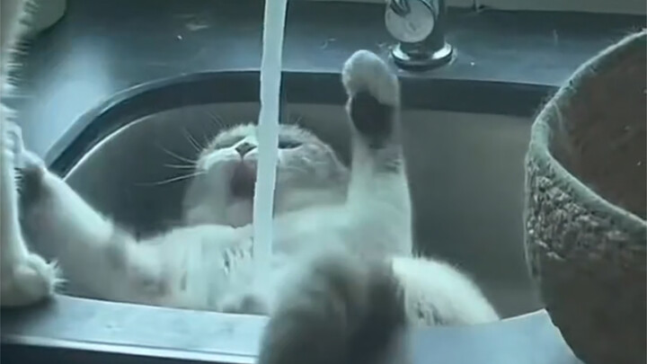 แมวน้อยทำตัวแสบแค่ไหนก็ยังถูกให้อภัย ใครใช้ให้พวกมันน่ารักขนาดนี้ล่ะ?