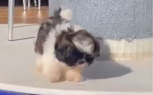 The silly puppy just wants to swim—don’t laugh at it!