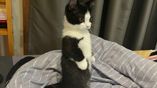 A three-month-old baby can already stand up—next step, learning to walk?