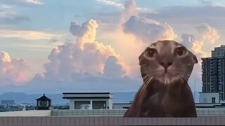 不要让霸凌者得逞#猫meme  #生化猫meme