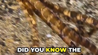 Wonderpus Octopus: Nature’s Striped Phantom