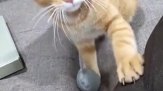 I was reborn as a cat in this life by mistake, but I should have been a dog in my previous life