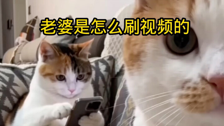 Vợ tôi xem video kiểu gì vậy