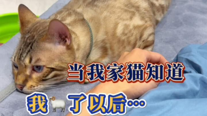 Actually, the little kitten understands everything~