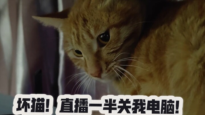 Con mèo xấu! Đang livestream nửa chừng thì tắt máy tính của tui à!