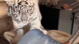 喂虎虎吃药