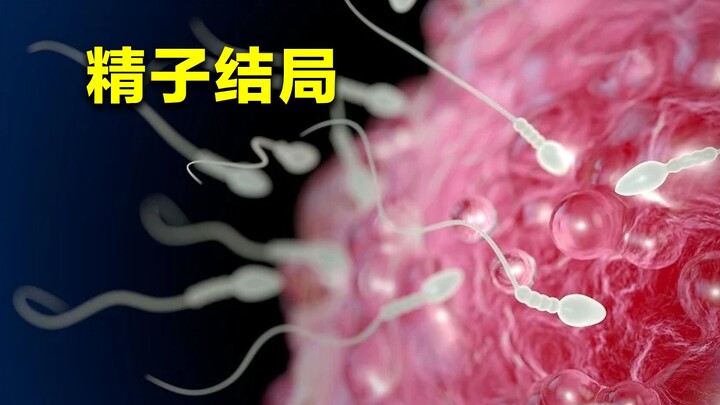 Where do sperm that fail to fertilize an egg in a woman’s body ultimately go? You’ll learn something