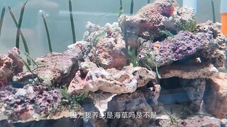 像一颗海草海草海草海草，海草缸今天它来啦