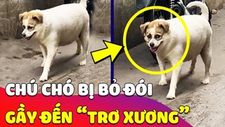 Thương chú chó bị CHỦ BỎ ĐÓI nên ốm nhom, đến nỗi nhìn em không khác ĐÒN BÁNH TÉT biết đi 😅 Gâu Đần