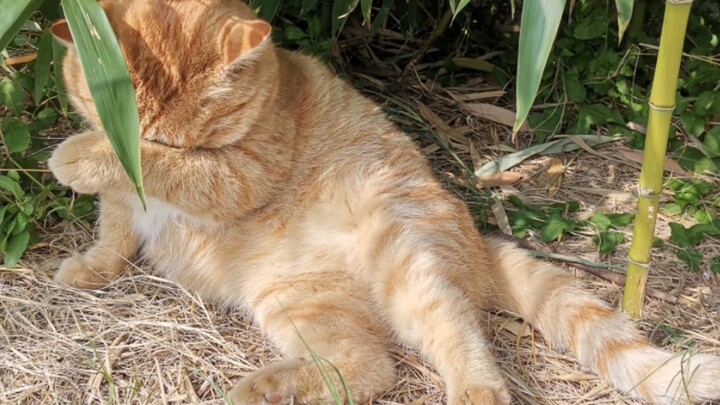 Hổ mập cũng chưa ngủ