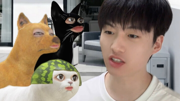 Ketika kucing dan anjing mulai berolahraga untuk menurunkan berat badan