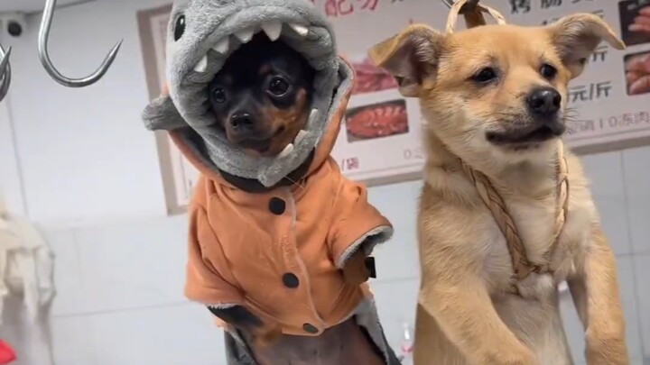 The little dog is so obedient—it just hangs there without making a sound.