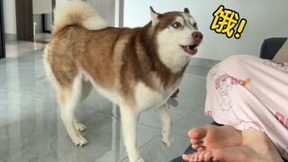 Pemilik jantannya tidak memberinya makan, jadi si Husky berlari ke pemilik betina untuk mengeluh dan