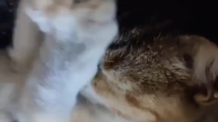 Kucing kecil: Ngapain sih～