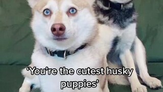 They fool people every time expecttheunexpected internationalsuperspy dogs