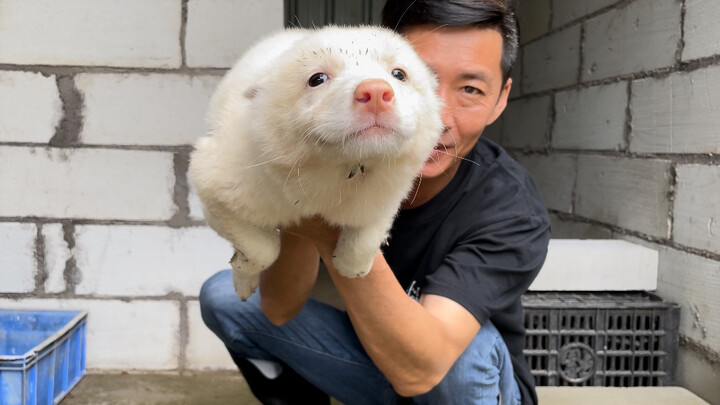 Seekor anjing kecil yang lembut dan mandiri dengan ekor keriting yang lucu.