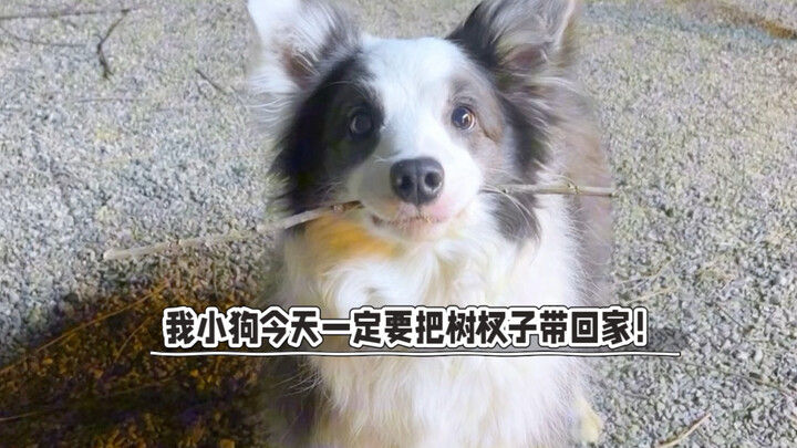 Ketika anak anjing akhirnya diizinkan melakukan hal yang selama ini tidak boleh dilakukannya