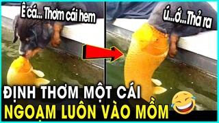 Tổng hợp tình huống 'HÀI ĐỘNG VẬT' không cười không lấy tiền P3 | Tám TV