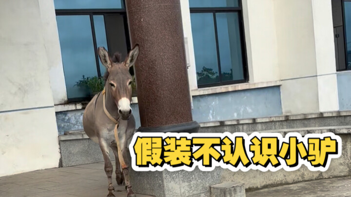 กับเจ้าลาตัวน้อย ชาตินี้ก็เป็นแค่คนแปลกหน้าไม่ได้อีกแล้ว