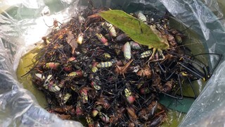 MÓN KÌNH ĐỘC Ở RỪNG SÂU • Nhện Chúa