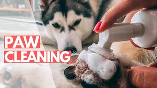 Cleaning My Husky's Paws