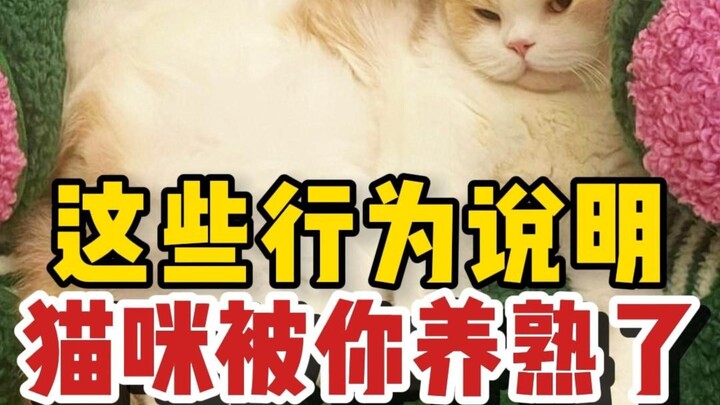 What are the telltale signs that a cat has become truly domesticated? How many of these does your ca