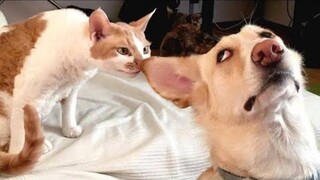 New Funny Videos 2024 😂 Cutest CATS and DOGS 🐱🐶 Funniest Animals 😂 #67