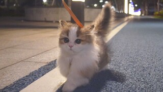 ما هي تجربة نزهة قطتين في الوقت نفسه؟