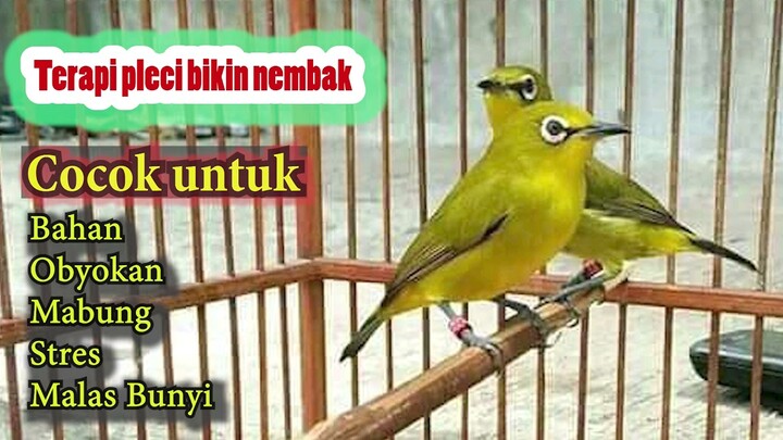 Terapi Peleci Bikin Nembak Gacor