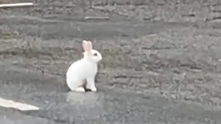 Phát hiện một chú thỏ bị bỏ rơi trên đường phố