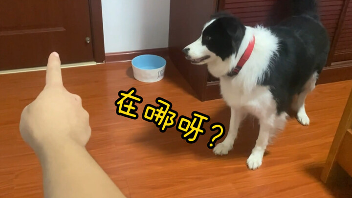 Border Collie: Ternyata, manusia bisa melihat hal-hal yang tak terlihat oleh anjing!