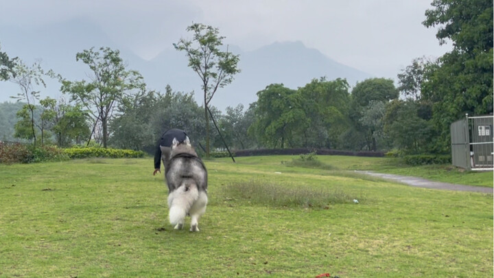 Next, recreating classic scenes from dog movies