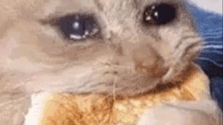 كم هو صادق جدًا! يا أصداف، علينا حقًا أن نحبه طوال حياتنا!