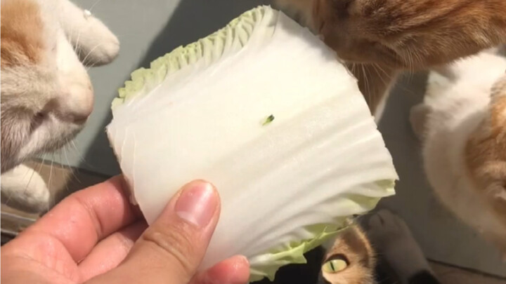 Kondisi di rumah terbatas. Setiap hari hanya bisa memberi makan para kucing dengan sawi putih dan na