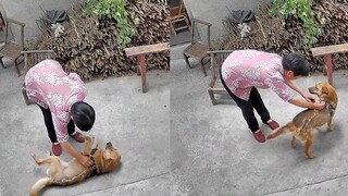 Grandma was afraid the harness would choke the dog, so she untied it—and the little dog immediately 