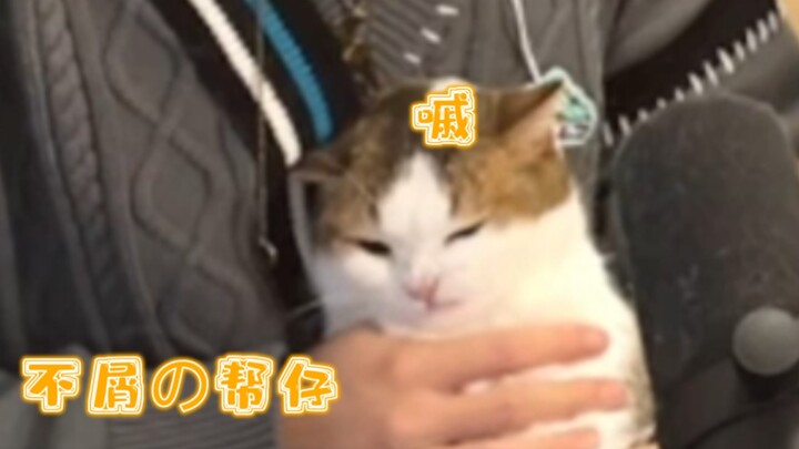 [Help!] I’m just being cute—there’s no way I’m some sly, manipulative “green tea” kitty!