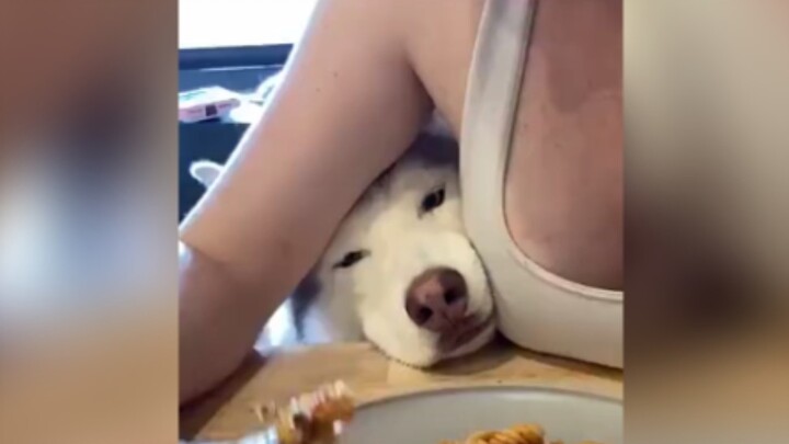 Kesedihan si anjing, kalian nggak akan ngerti!