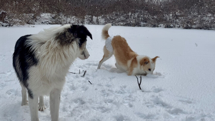 สุนัขโง่ซิ่งฝ่าหิมะ และชายแก่ที่ทนหนาว