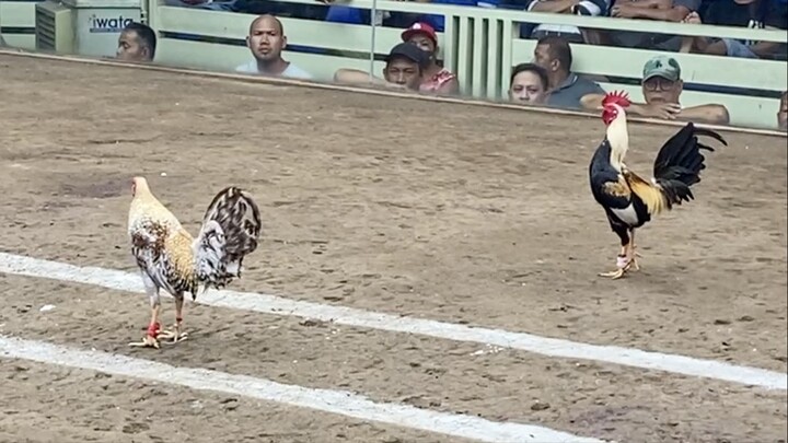 Bulik Vs Talisayin, 330k PARADA LUCENA VS MARINDUQUE #SABONGINTERNATIONAL #2Hits