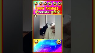 🤣হাস্যকর প্রাণীদের মজার ভিডিও🤣| Funny cat videos| Funny Animals 2023 #shorts #shortsvideo